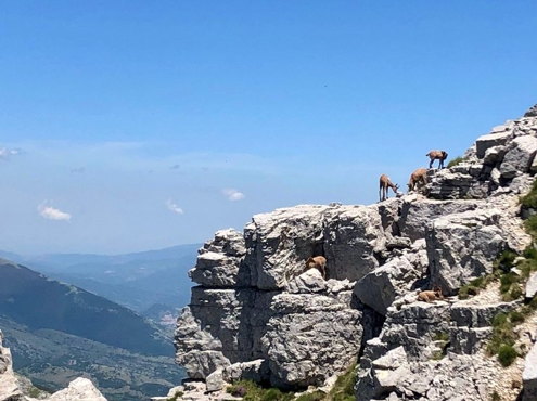Chamois on the valley ridgeline